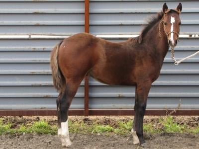 Whiskey Up Stitch JW<br>AQHA 5608171